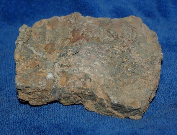 Fossili: Selilienteile versteinert – Nuovo (secondo la descrizione) da Walenstadt venduto da vkt_qc8d 1