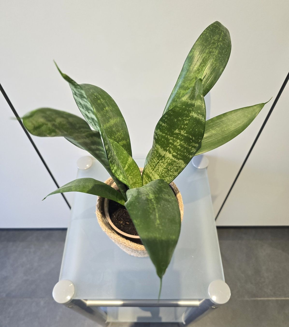 Piante & sementi: Pflanze Sansevieria / Bogenhanf 41 cm inklusive Korbtopf – Usato da Oetwil an der Limmat venduto da dhantal 9