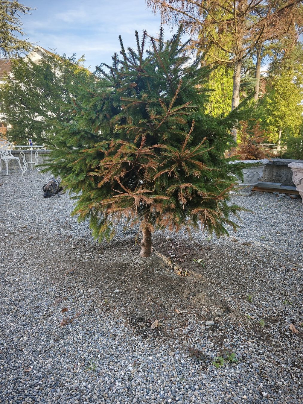Piante & sementi: Tannenbaum – Usato da Romanshorn venduto da topolino91 1