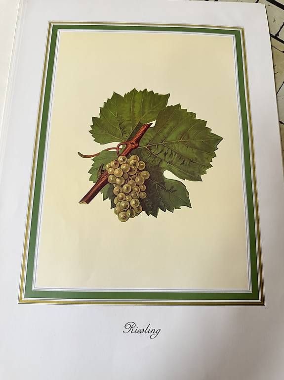 Fumetti: a vendre 12  reproductions de cépages – Usato da Clarens venduto da mauros52 1