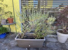 Grossser Blumenkasten mit 2 Pflanzen