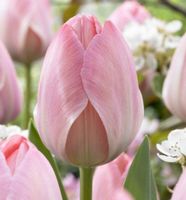 TULIPA VAN EIJK : 5 Zwiebeln + Infos wie keimen & pflegen