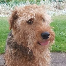 Profile image of Dasty