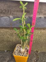 *RAR* Adenium multiflorum / Wüstenrose Sämling