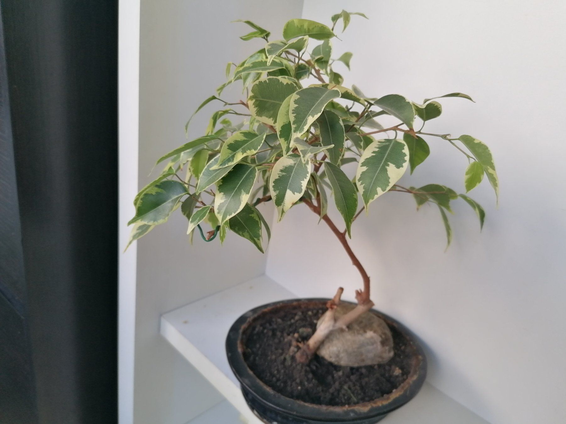 Pflanzen & Samen: FICUS – Gebraucht aus Onex von GenovaM 1