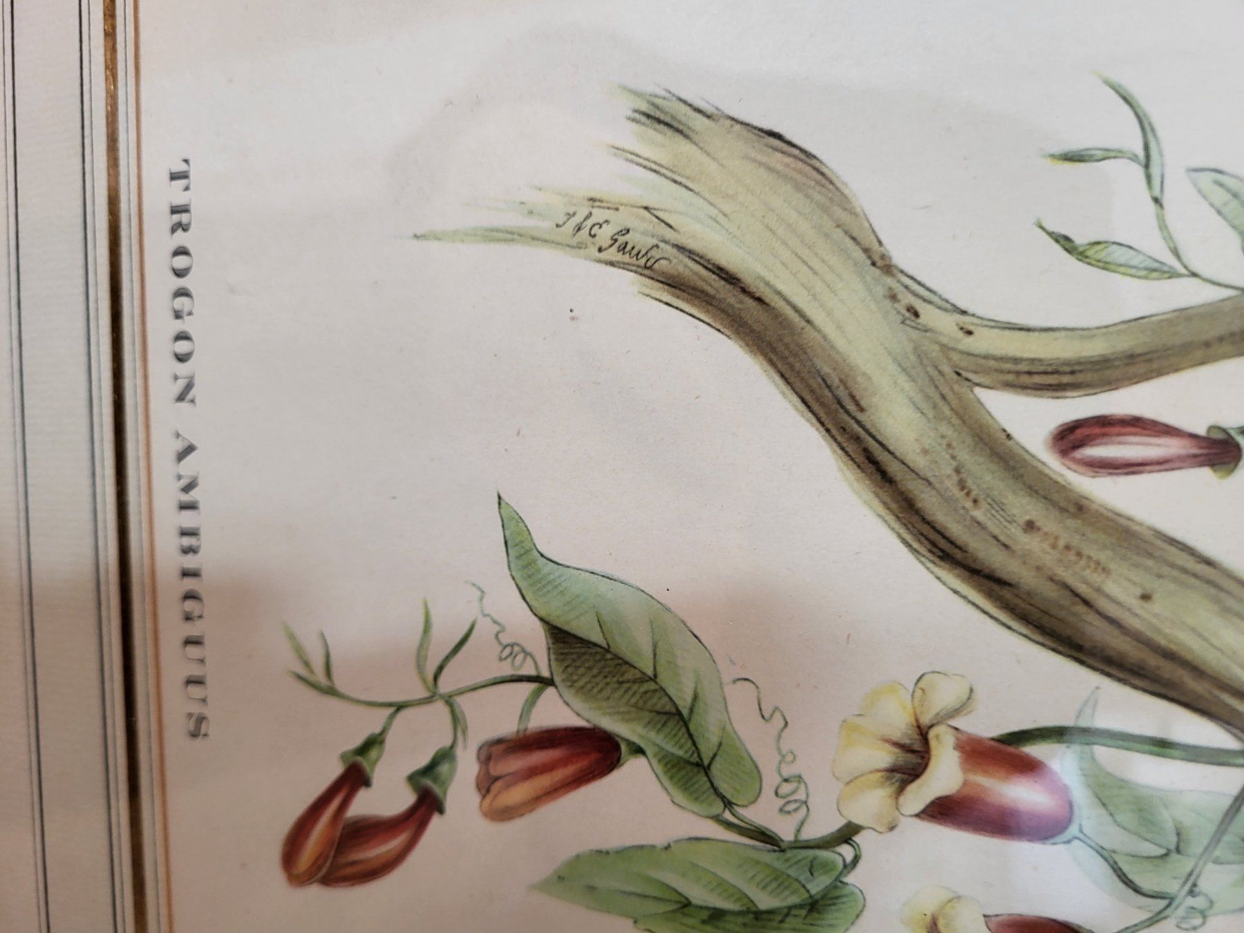 Grafiken & Lithographien: Alte Lithographien, sehr detailliert und schön – Gebraucht aus Zürich von Lizi7 8