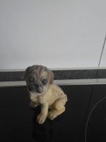 Mops Figur, süsse Deko für Tierliebhaber