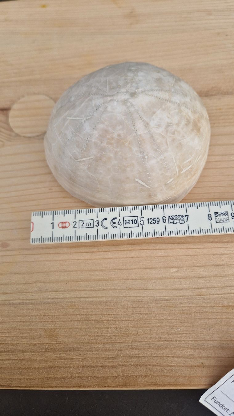 Fossili: Grosser Fossiler Seeigel – Usato da Niederhasli venduto da rehauge01 1