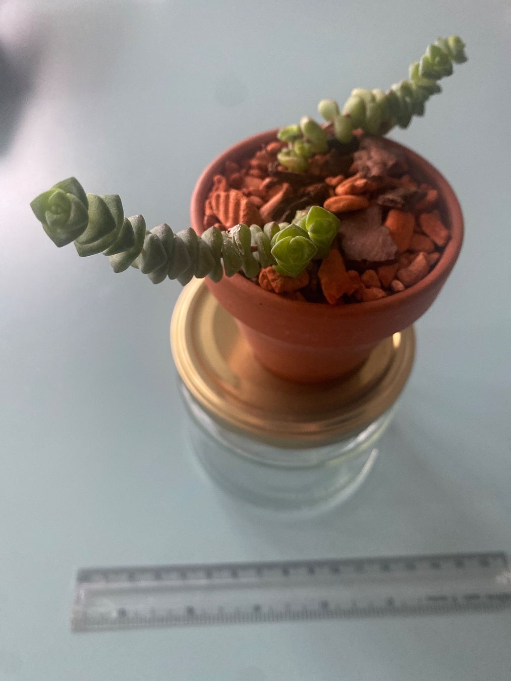 Piante & sementi: Felsendickblatt Sukulente ' Crassula' Baby – Nuovo (secondo la descrizione) da Zürich venduto da echt01 1