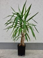 YUCCA YUCCA-PALME mit 3 Trieben 120cm