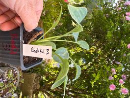 Hosta bashful 3