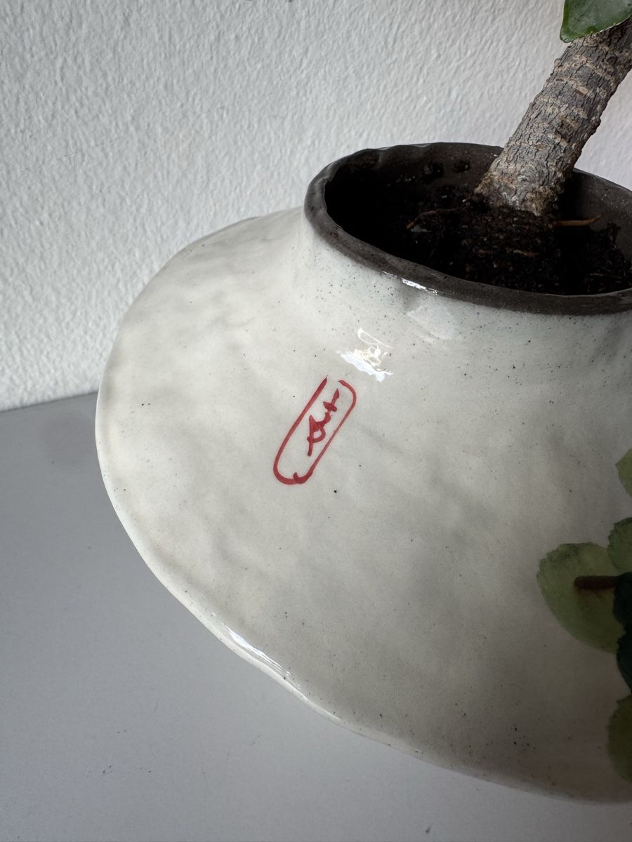 Piante & sementi: Ficus Bonsai in Vase – Usato da Rümlang venduto da Gruseh.ch 3