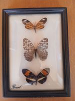 Cadre avec trois papillons naturalisés du Brésil