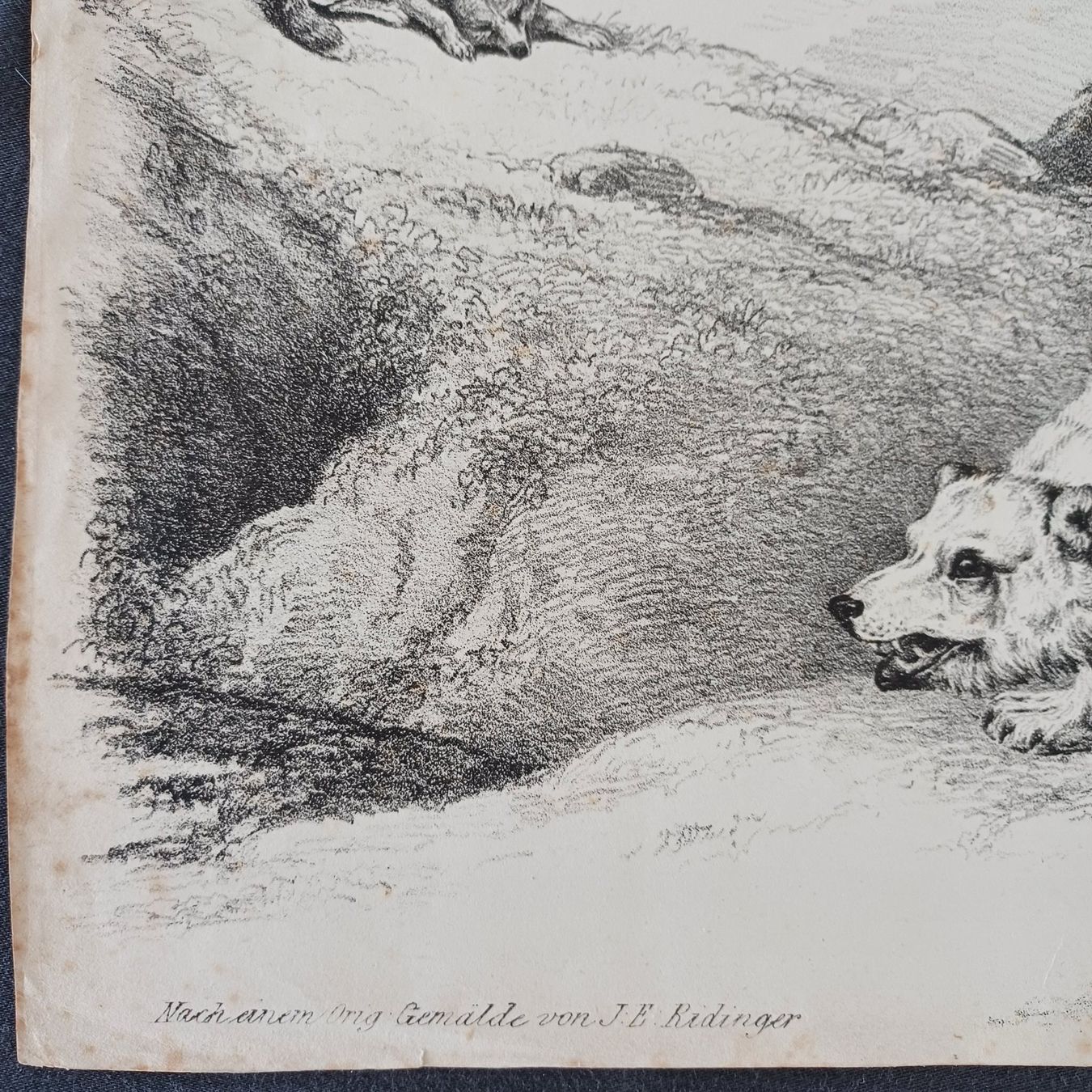 Foto & Immagini: DRUCK. Alt. von einem orgi. Gemälde von J.E.Ridinger – Usato da Zürich venduto da Bellabo 3