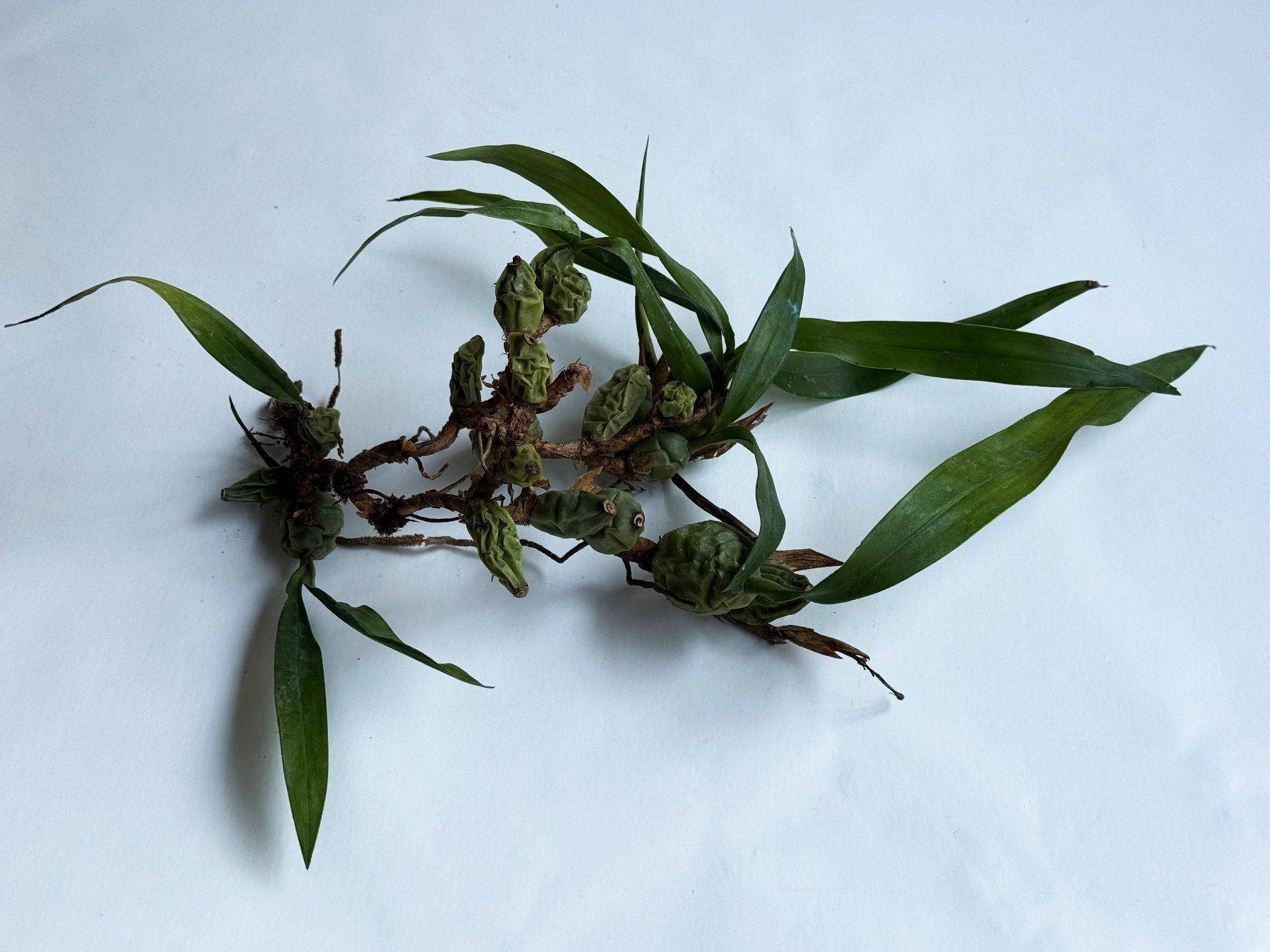 Pflanzen & Samen: Orchidee ¦ Coelogyne cristata ***** – Neu (gemäss Beschreibung) aus Dübendorf von Orchid18