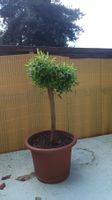 Salix subopposita Japanische Zwergweide als Stämmchen