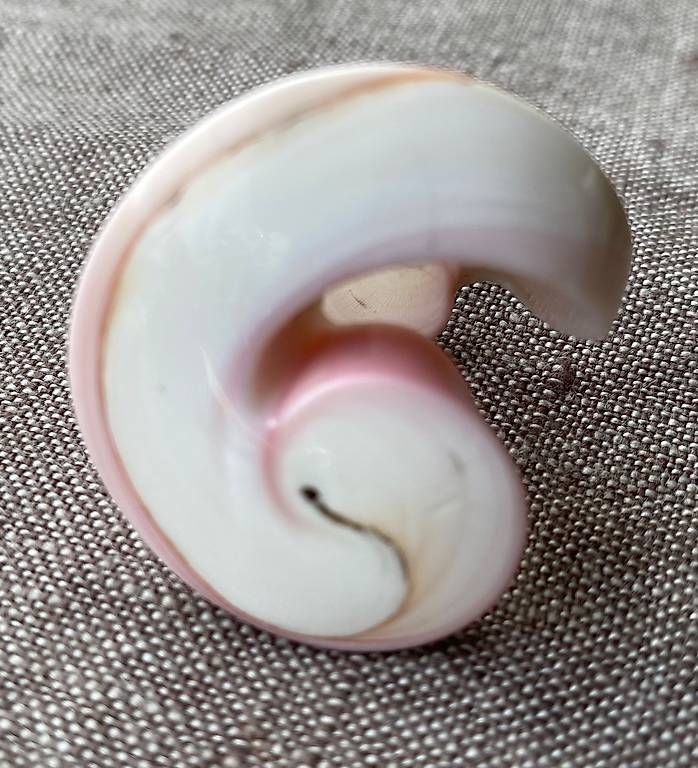 Bagues: Schöner Ring aus Muschel  – D'occasion à Dielsdorf par bar_7t27 1