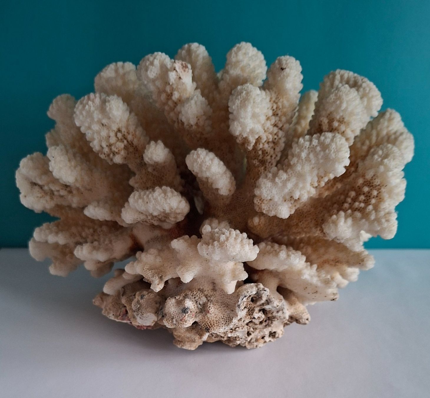 Tutte le decorazioni: Grosse Fossil Deko – Usato da Opfikon venduto da Diversamente 3