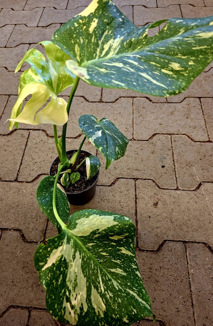 Monstera Deliciosa Variegata Samen