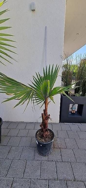 Pflanzen & Samen: Winterharte Palme Washingtonia Robusta – Gebraucht aus Rudolfstetten von Ferkel84