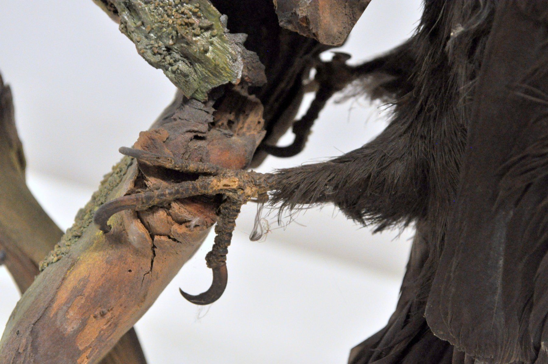 Il mondo degli animali: Pic noir naturalisé – Usato da Neuchâtel venduto da Neuchatel 9