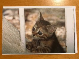 kleine Grusskarte mit Couvert Katze