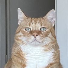 Profile image of CosmoKramer01