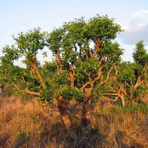 Piante & sementi: Ilex paraguariensis Thé maté 2 PLANTS – Nuovo (secondo la descrizione) da Bremblens venduto da FIBONACCI369 2