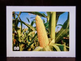 MIGROS MANIA Nature Detectives Nr. 88