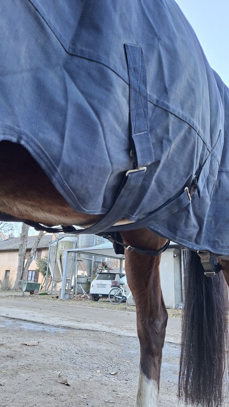 Coperte: Coperta Decken Equiline 400gr – Nuovo (secondo la descrizione) da Losone venduto da sof.05 3