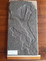 fossilie Seelilie Deutschland