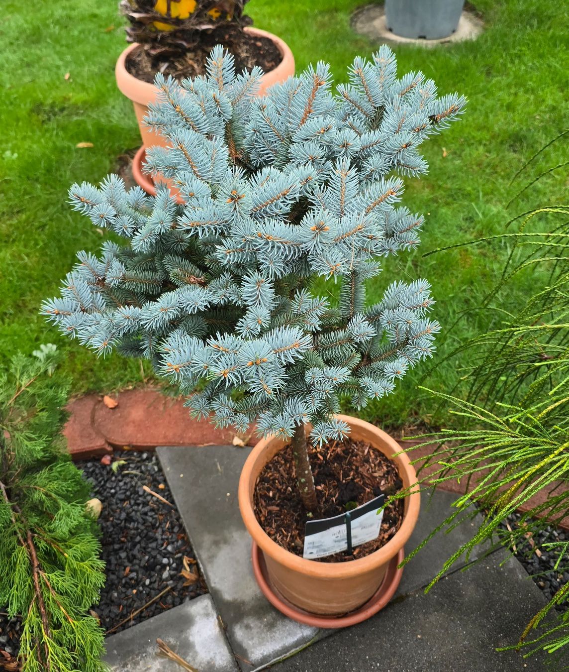 Pflanzen & Samen: Picea pungens 'Glauca Globosa Stämmchen – Neu (gemäss Beschreibung) aus Aarburg von popkorn65 1