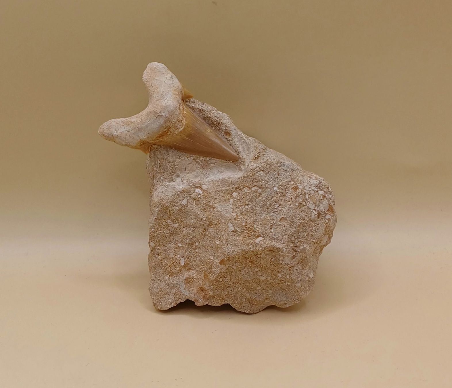 Fossili: Fossiler HAIFISCH ZAHN auf Matrix – Usato da Brittnau venduto da simionius
