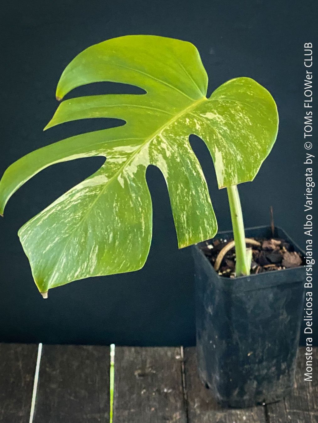 Monstera Deliciosa Albo-Variegata - einzigartige Schnheit (Neu und  originalverpackt) in Adliswil fr CHF 46  nur Abholung auf Ricardo kaufen