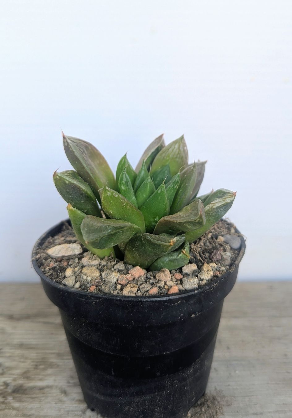 Piante & sementi: Haworthia  – Usato da Comano venduto da che_8lc2 1