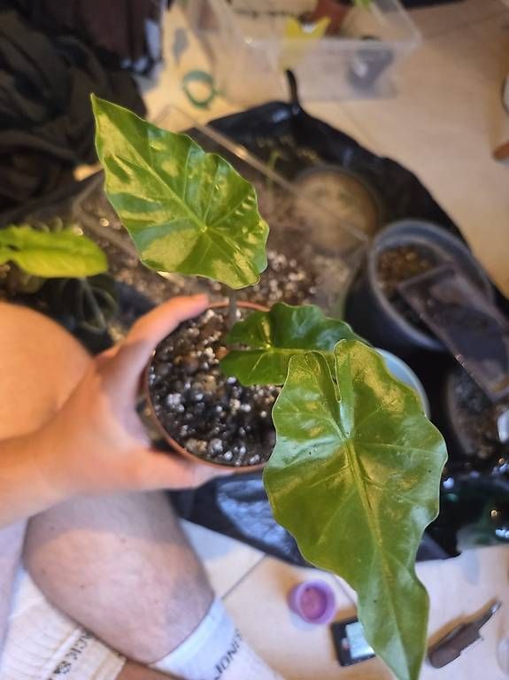 Piante & sementi: Alocasia macrorrhyzos – Nuovo e nell'imballaggio originale da Roggwil BE venduto da pau_wyh8 2