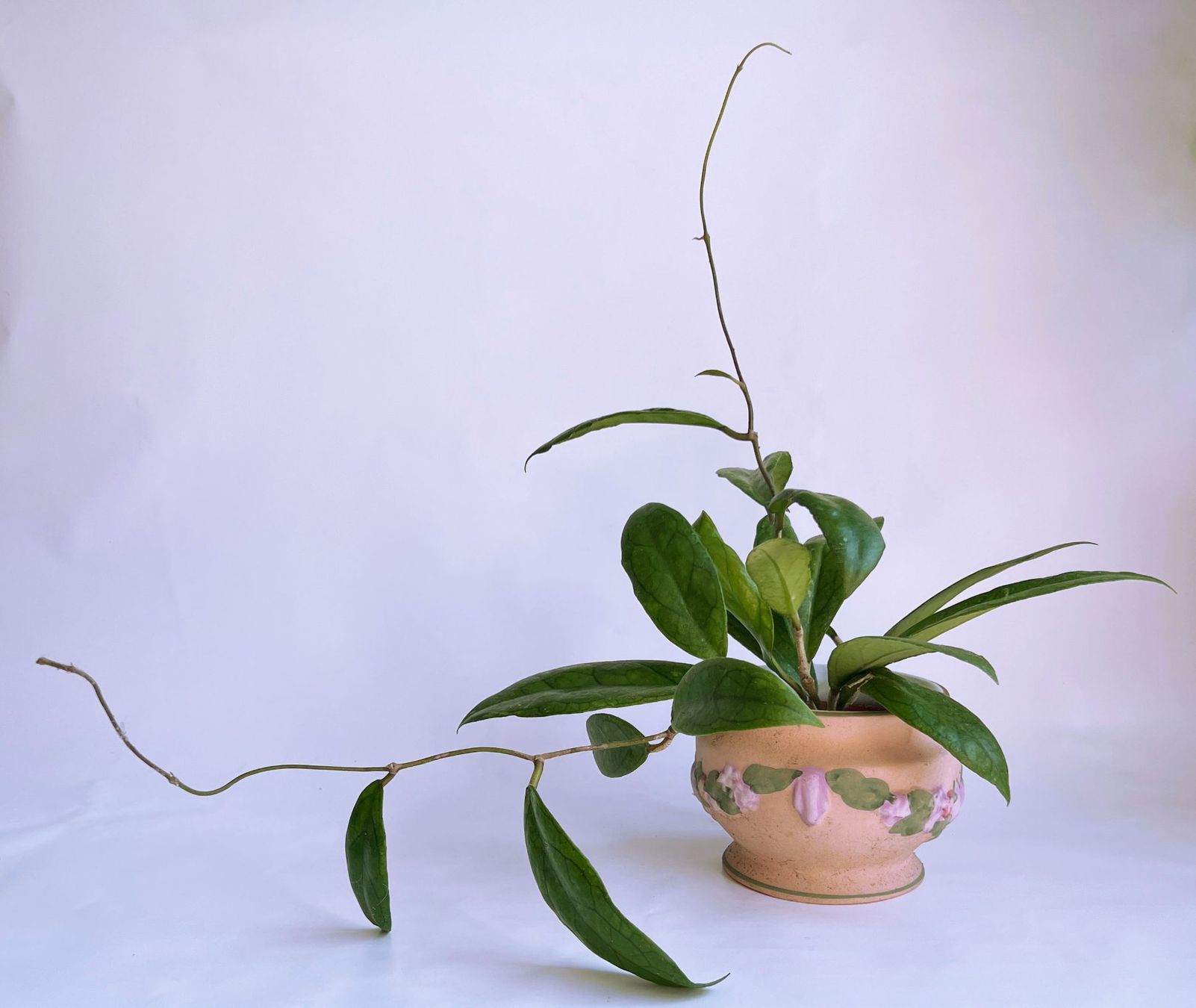 Piante & sementi: Hoya*Finlaysonii ***** – Usato da Dübendorf venduto da Orchid18 2