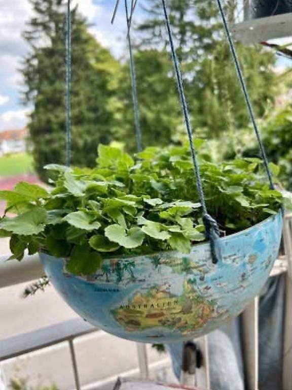 Alle Dekorationen: Blumen in der Weltkugel  – Gebraucht aus Frauenfeld von ire_q29k 1