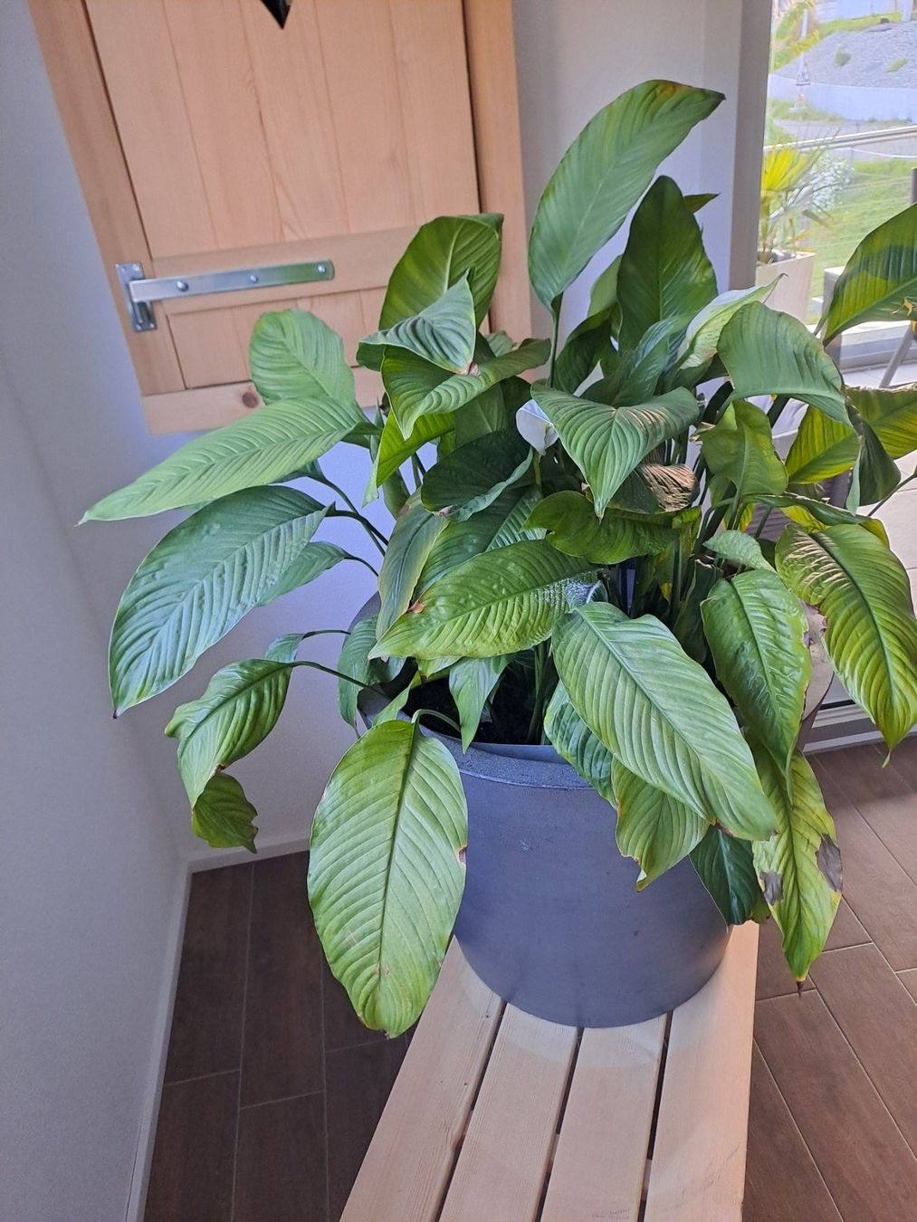 Piante & sementi: Friedenslilie Spathiphyllum – Usato da Nunningen venduto da AngelMagicSaCoCe 1