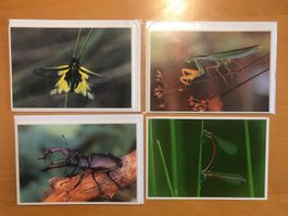 4x Grusskarten Naturama Insekten