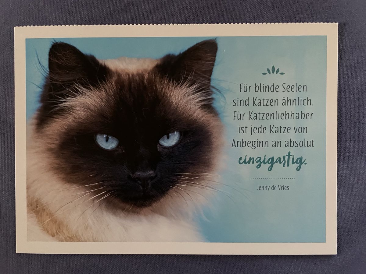 Cartoline postali: AK mit Katzenweiheit – Usato da Rümlang venduto da Kartenpost1