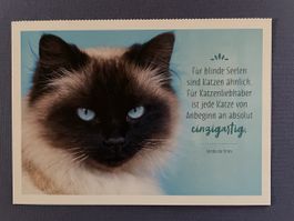 AK mit Katzenweiheit