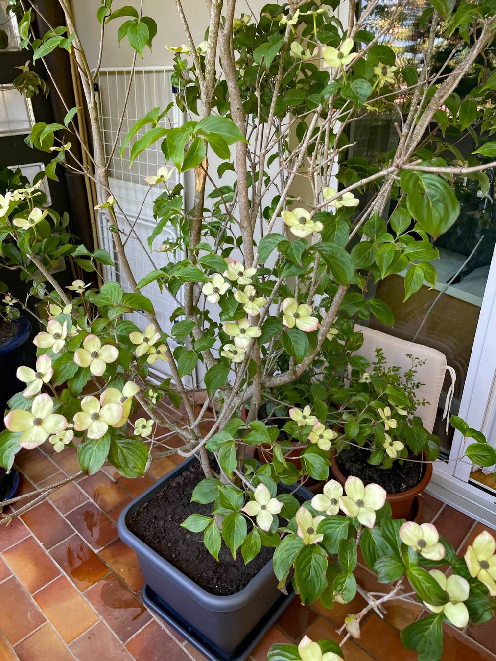 Pflanzen & Samen: Cornus Busch – Gebraucht aus Thun von Villawisteria 1