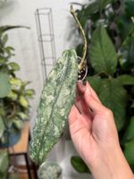 Hoya undulata silver 🦄✨