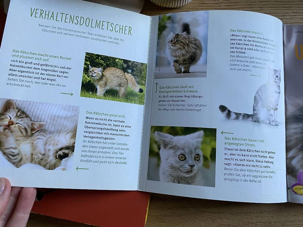 Bücher: Ratgeber "Unser Kätzchen", neuwertig – Gebraucht aus Olten von jen_5nsj 3
