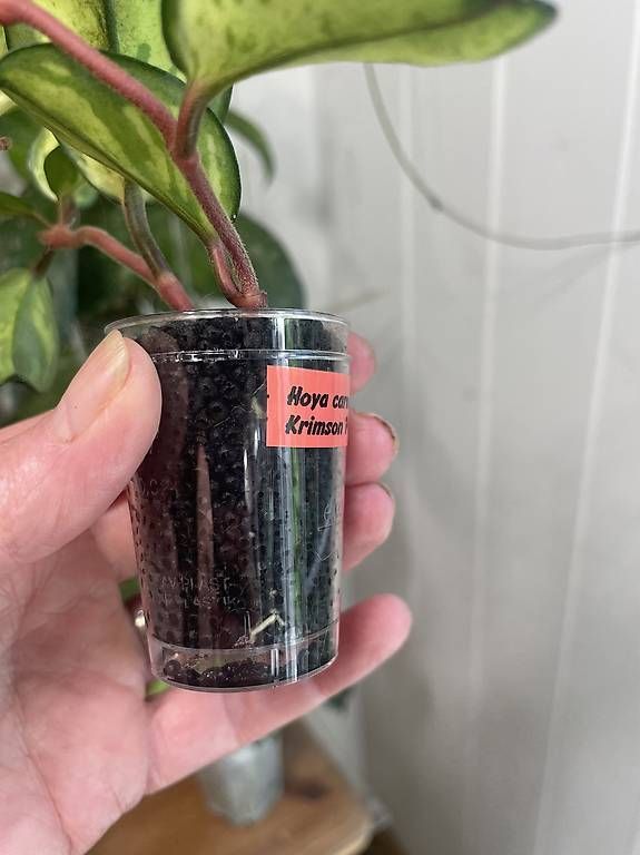Piante & sementi: Hoya carnosa krimson prinzess – Usato da Schönholzerswilen venduto da Leavylounge 2