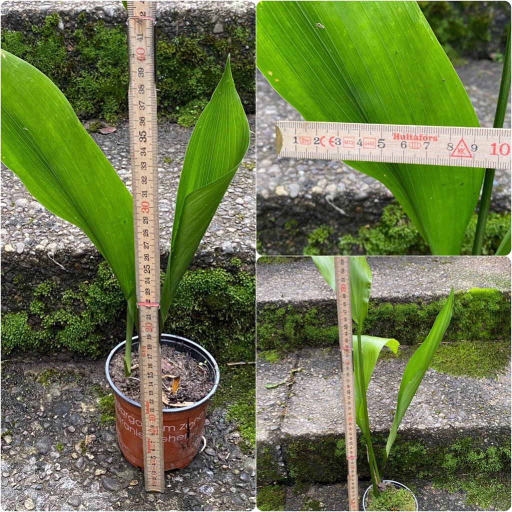 Piante & sementi: Aspidistra Elatior - bedingt winterharte "Schusterpalme" – Nuovo e nell'imballaggio originale da Adliswil venduto da astom369 6