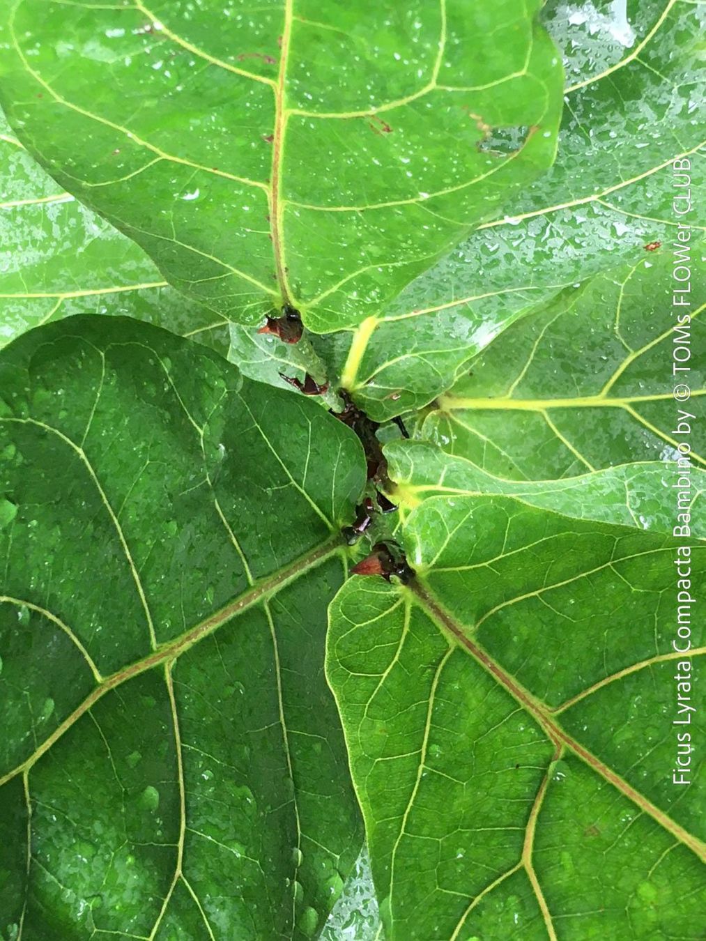 Plantes & graines: Ficus Lyrata Compacta Bambino - stylisches 120cm Bäumchen – Neuf avec emballage d'origine à Adliswil par astom369 6