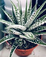 10 cm ↕️ „HAWORTHIA FASCIATA ALBA“ Aloe