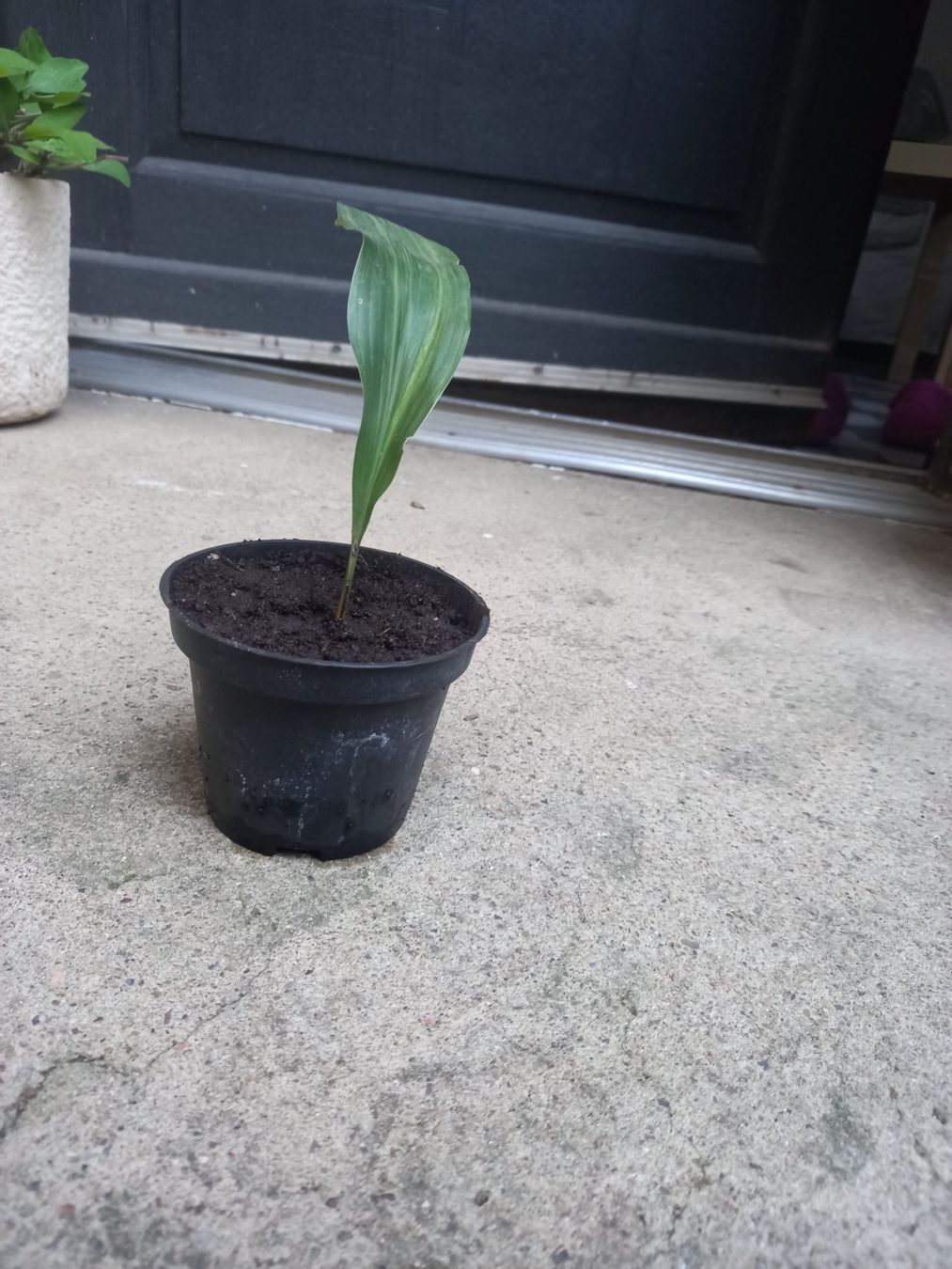 Piante & sementi: Aspidistra variegata – Usato da Mendrisio venduto da Spesetta 1